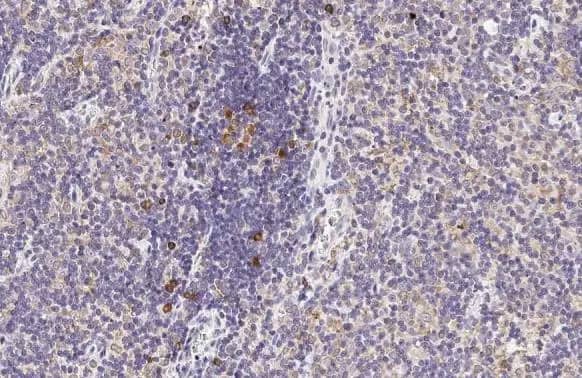 CCR4 Antibody (HL2481) - Azide and BSA Free