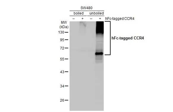 CCR4 Antibody (HL2481) - Azide and BSA Free