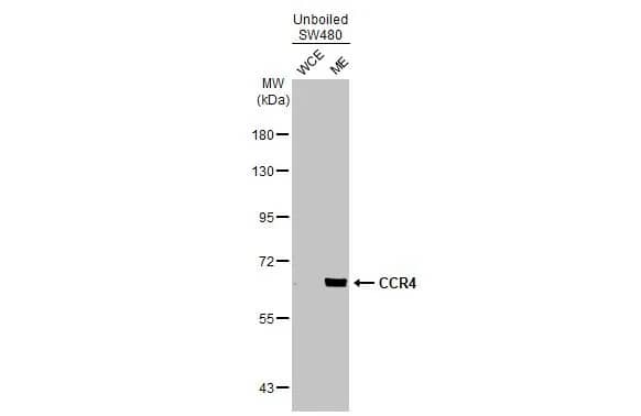 CCR4 Antibody (HL2481) - Azide and BSA Free