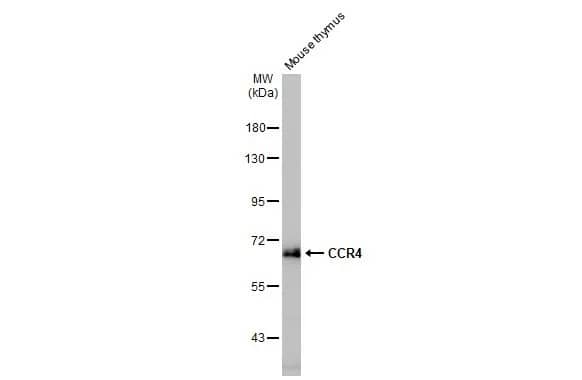 CCR4 Antibody (HL2481) - Azide and BSA Free