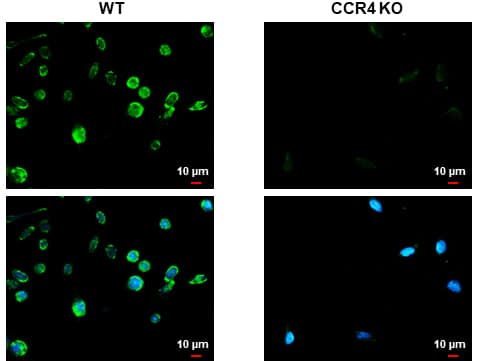 CCR4 Antibody (HL2481) - Azide and BSA Free