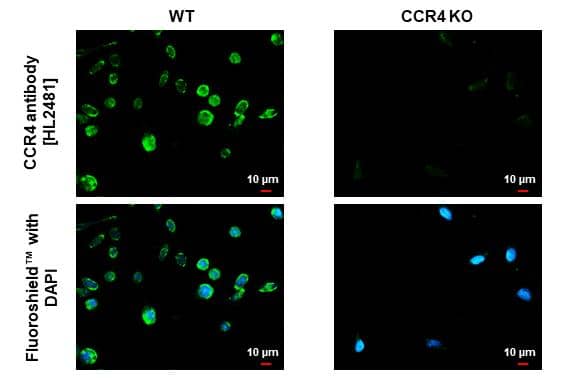 CCR4 Antibody (HL2481) - Azide and BSA Free
