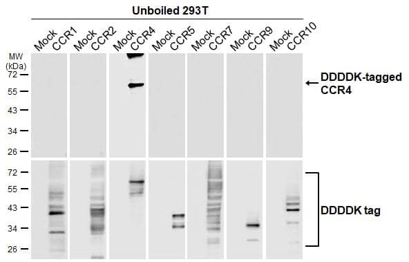 CCR4 Antibody (HL2481) - Azide and BSA Free