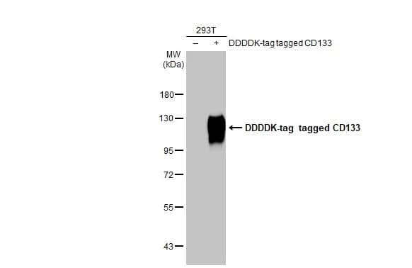 CD133 Antibody (HL1271) - Azide and BSA Free