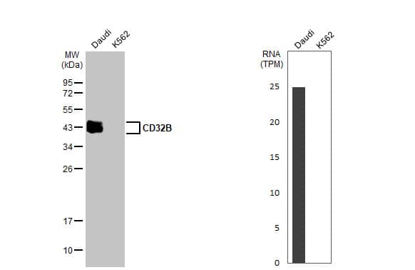 Fc gamma RIIB/CD32b Antibody (HL1948) - Azide and BSA Free