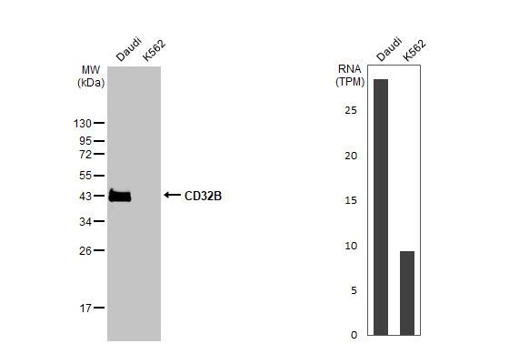 Fc gamma RIIB/CD32b Antibody (HL1948) - Azide and BSA Free