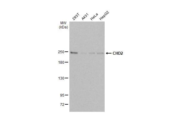 CHD2 Antibody (HL2066) - Azide and BSA Free