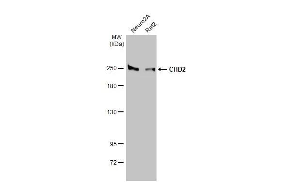 CHD2 Antibody (HL2066) - Azide and BSA Free