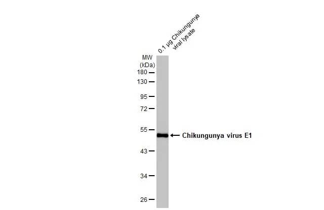 Chikungunya Virus E1 Antibody (HL2069) - Azide and BSA Free