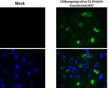 Chikungunya Virus E1 Antibody (HL2069) - Azide and BSA Free