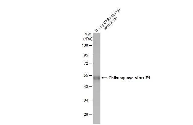 Chikungunya Virus E1 Antibody (HL2069) - Azide and BSA Free