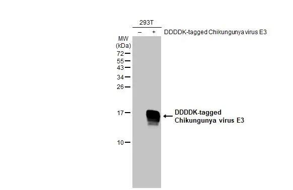 Chikungunya Virus E3 Antibody (HL2476) - Azide and BSA Free