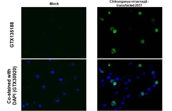 Chikungunya Virus nsp2 Antibody - Azide and BSA Free