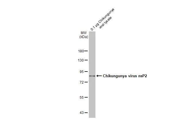 Chikungunya Virus nsp2 Antibody (HL1431) - Azide and BSA Free