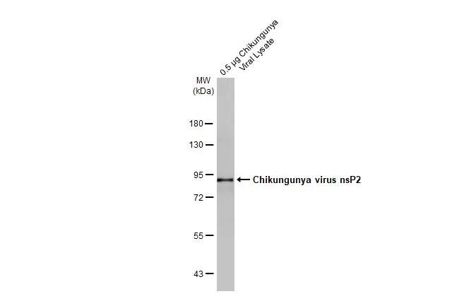 Chikungunya Virus nsp2 Antibody (HL1488) - Azide and BSA Free