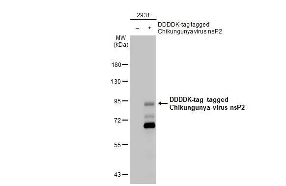 Chikungunya Virus nsp2 Antibody (HL1488) - Azide and BSA Free