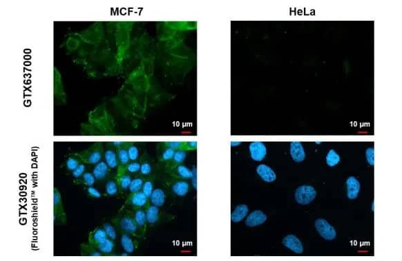 Claudin-3 Antibody (HL1527) - Azide and BSA Free