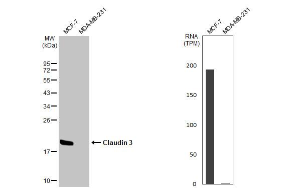Claudin-3 Antibody (HL1527) - Azide and BSA Free