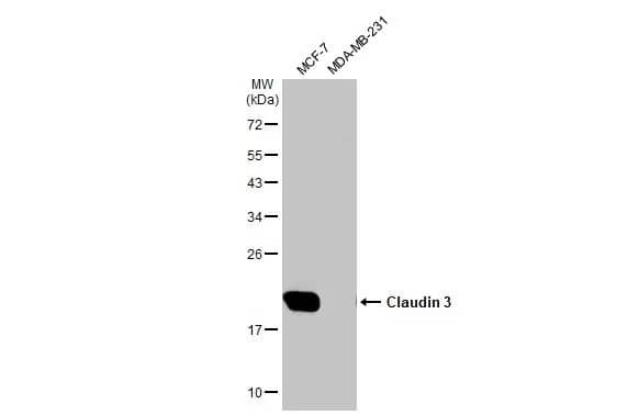 Claudin-3 Antibody (HL1528) - Azide and BSA Free