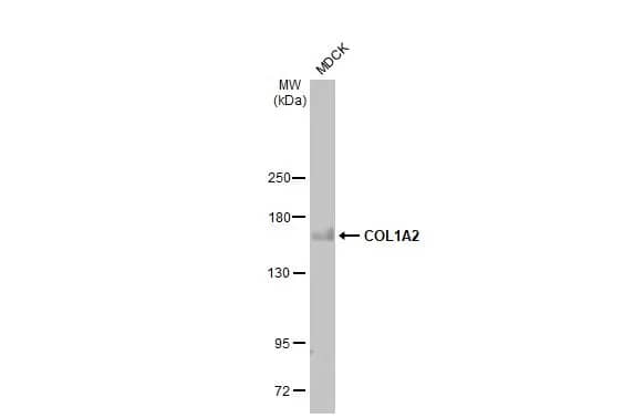 COL1A2 Antibody (HL2048) - Azide and BSA Free