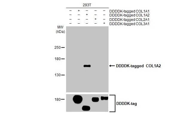 COL1A2 Antibody (HL2049) - Azide and BSA Free