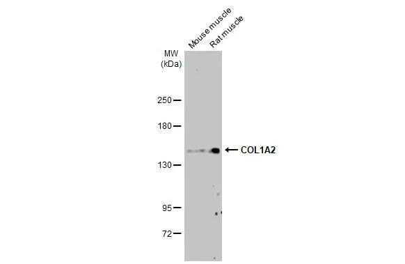 COL1A2 Antibody (HL2049) - Azide and BSA Free