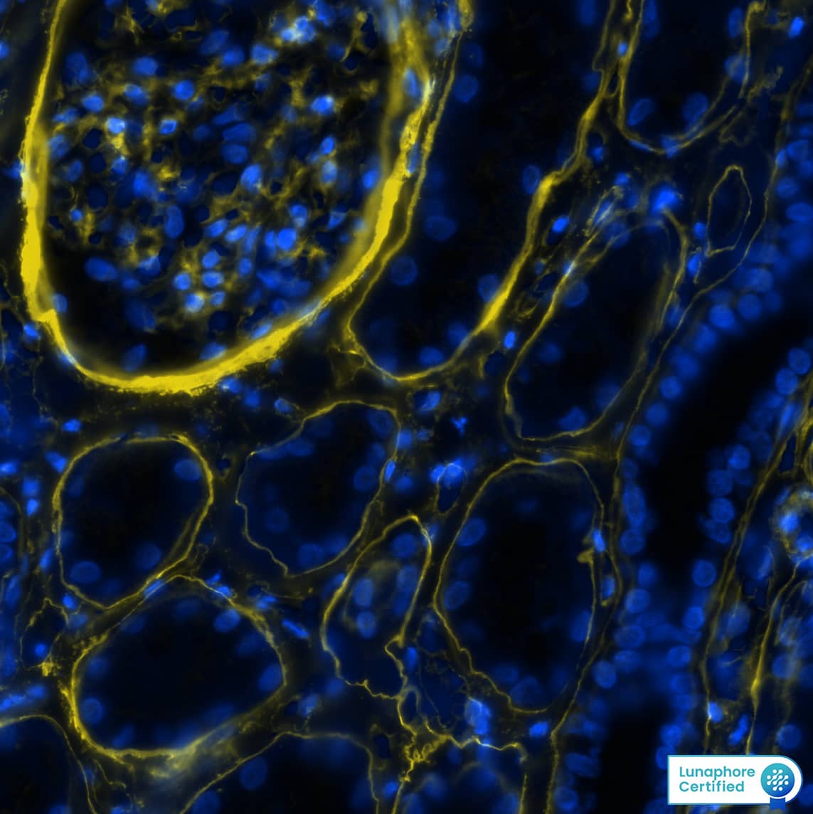 洋書 Candid Science II Fisher Scientific Stereomaster II Model SPT-ITH Microscope