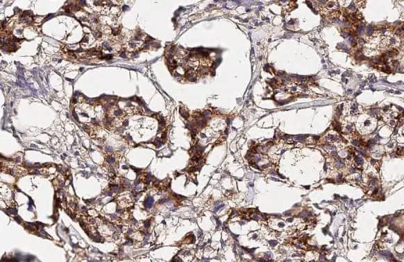 Collagen I/II/III Antibody (HL2048 + HL1907) - Azide and BSA Free