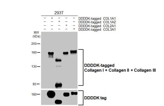 Collagen I/II/III Antibody (HL2048 + HL1907) - Azide and BSA Free