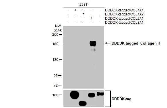 Collagen II Antibody (HL1772) - Azide and BSA Free