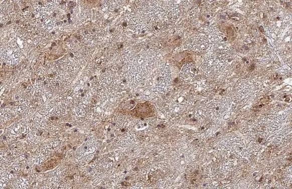 Collagen II Antibody (HL1772) - Azide and BSA Free