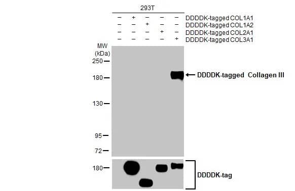 Collagen III alpha 1/COL3A1 Antibody (HL1906) - Azide and BSA Free