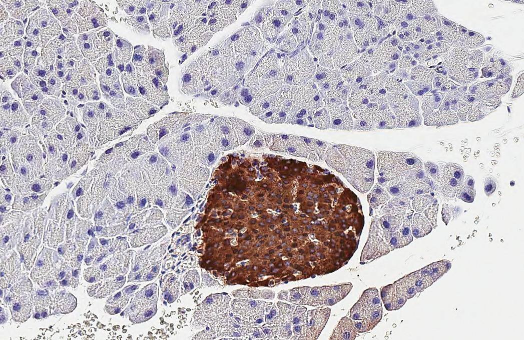 C-Peptide Antibody (HL1158) - Azide and BSA Free