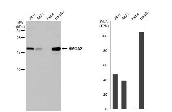 HMGA2 Antibody (HL1936) - Azide and BSA Free