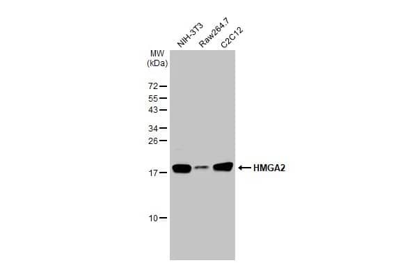 HMGA2 Antibody (HL1936) - Azide and BSA Free