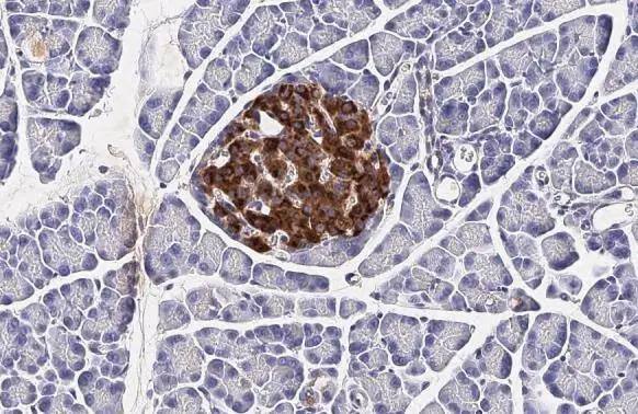 C-Peptide Antibody (HL1159) - Azide and BSA Free