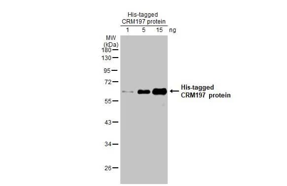 Diphtheria Toxin Antibody (HL1808) - CRM197 Mutant - Azide and BSA Free