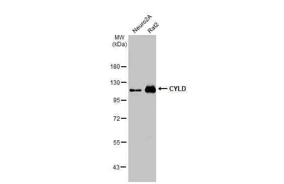 CYLD Antibody (HL1260) - Azide and BSA Free