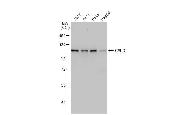 CYLD Antibody (HL1261) - Azide and BSA Free