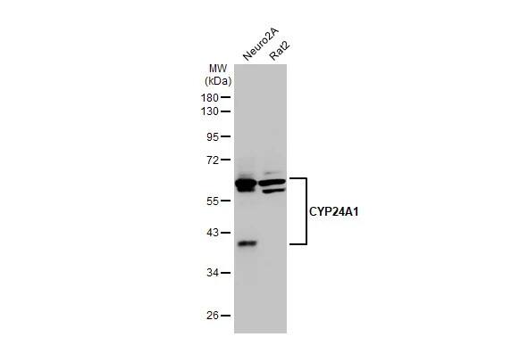 CYP24A1 Antibody (HL1783) - Azide and BSA Free
