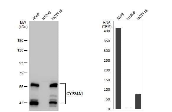CYP24A1 Antibody (HL1783) - Azide and BSA Free