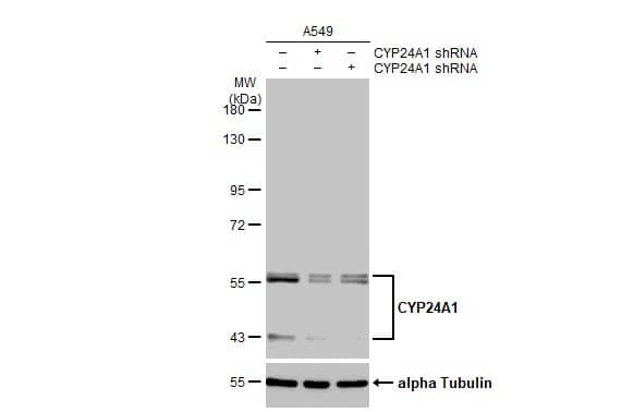 CYP24A1 Antibody (HL1783) - Azide and BSA Free
