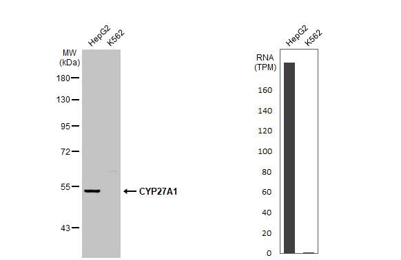 CYP27A1 Antibody (HL1819) - Azide and BSA Free