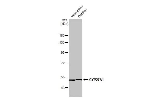 CYP27A1 Antibody (HL1820) - Azide and BSA Free