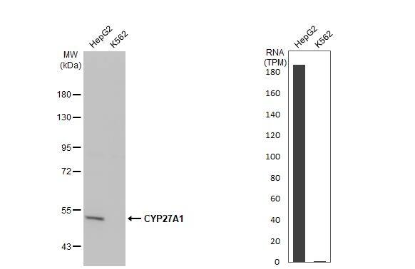 CYP27A1 Antibody (HL1820) - Azide and BSA Free
