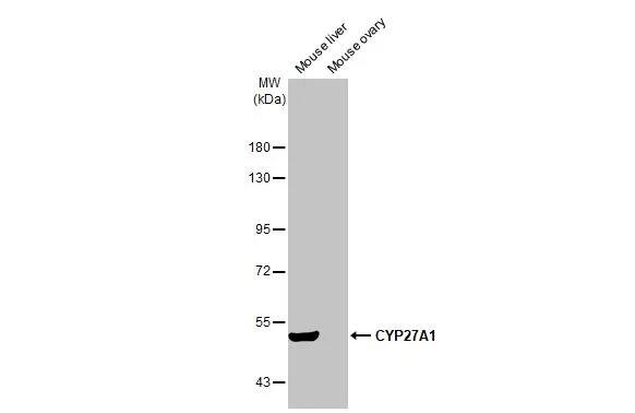 CYP27A1 Antibody (HL1820) - Azide and BSA Free