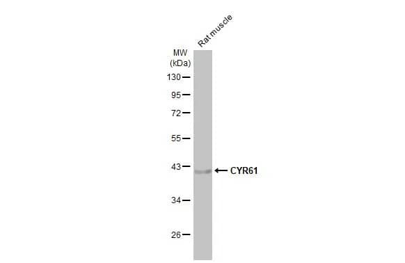 Cyr61/CCN1 Antibody (HL2144) - Azide and BSA Free