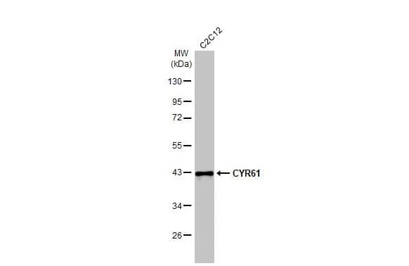Cyr61/CCN1 Antibody (HL2144) - Azide and BSA Free