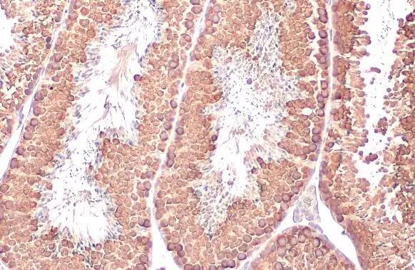 VASA Antibody (HL1487) - Azide and BSA Free