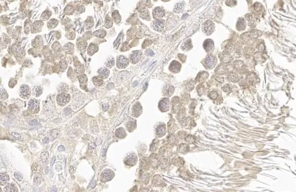 VASA Antibody (HL1487) - Azide and BSA Free